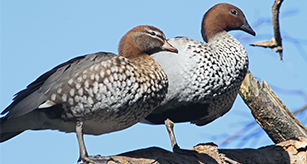 Thumbnail - Australian Wood Duck