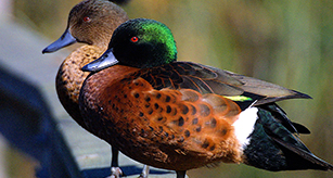 Thumbnail - Chestnut Teal Ducks