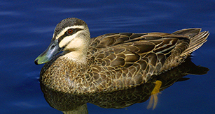 Thumbnail - Pacific Black Duck