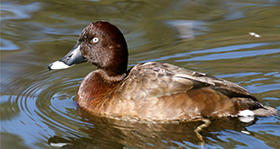 Thumbnail - White Eyed Duck