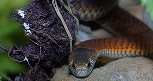 Thumbnail - Copperhead Snake