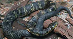 Thumbnail - Tiger Snake