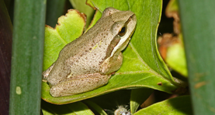 Thumbnail - Southern Brown Tree Frog 1