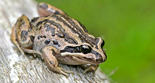 Thumbnail - Striped Marsh Frog 2