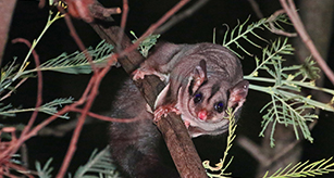 Thumbnail - Sugar Glider