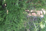 Thumbnail - Asparagus Fern