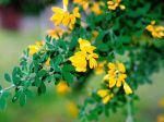 Thumbnail - Cape Broom/Montpellior Broom