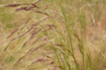 Thumbnail - Chilean Needle Grass