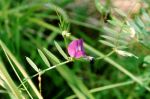 Thumbnail - Common Vetch