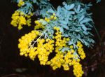 Thumbnail - Cootamundra Wattle