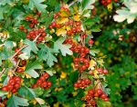 Thumbnail - Hawthorn