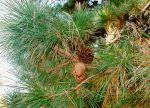 Thumbnail - Radiata Pine/Monterey Pine