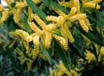 Thumbnail - Sallow Wattle