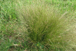 Thumbnail - Serrated Tussock