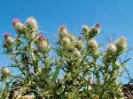 Thumbnail - Spear Thistle