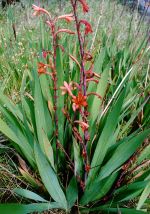 Thumbnail - Watsonia