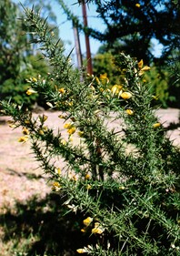 Prickly bush