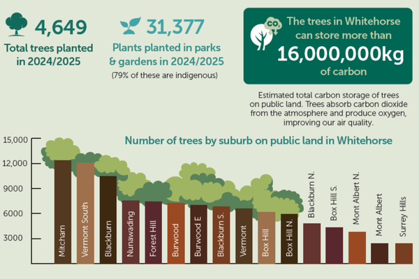 Infographic about tree planting in Whitehorse (2024/2025). It reports 4,649 total trees planted and 31,377 plants added to parks and gardens, with 79% being indigenous species. A highlighted note states that Whitehorse's trees can store more than 16,000,000 kg of carbon, explaining that trees absorb carbon dioxide and improve air quality. A bar chart shows the number of trees planted by suburb on public land, with Mitcham, Vermont South, and Blackburn among the highest, and suburbs like Surrey Hills among t