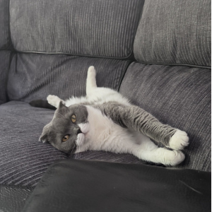 Grey cat reclining on couch. 