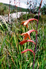 Small series of red flowers 
