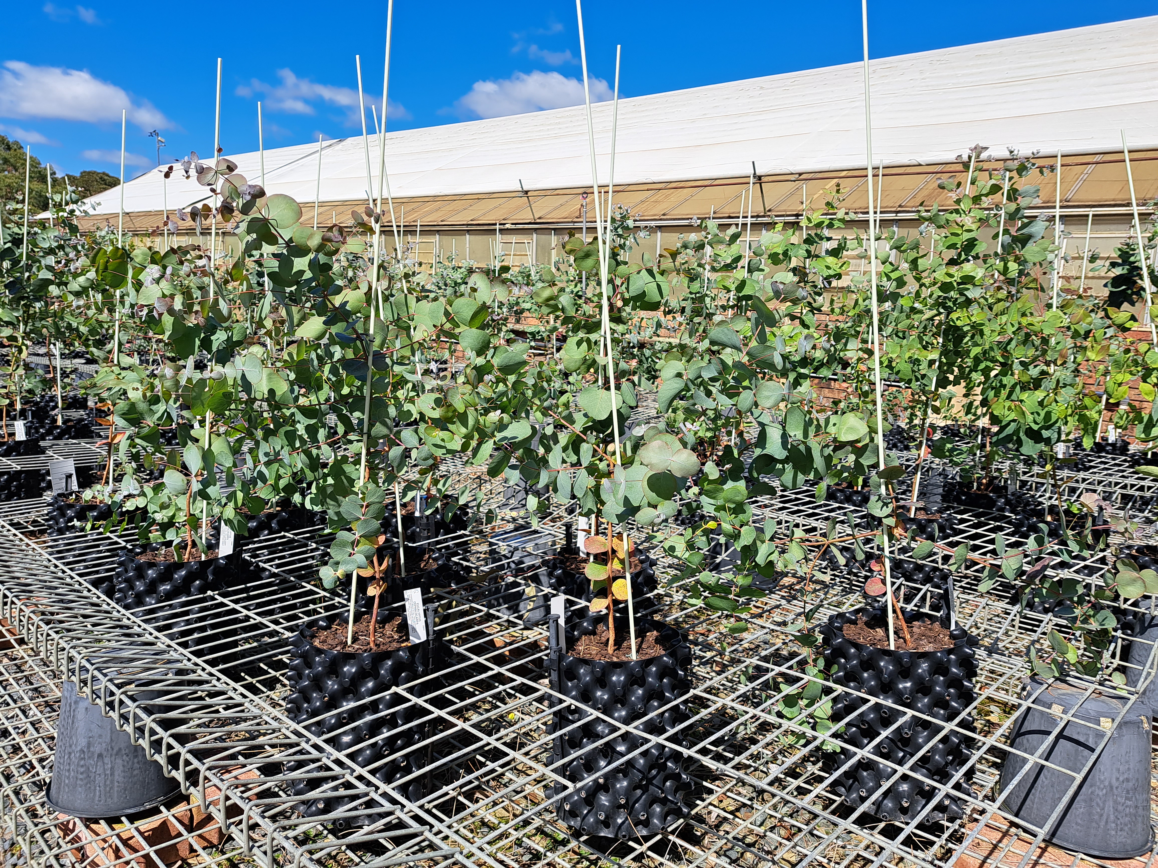 Young silver-leaf stringybark trees in Council Nursery