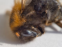 Bumblebee with varroa mite