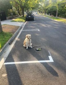 a dog sitting on a road