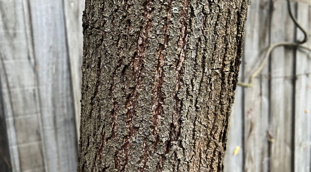 Brown bark