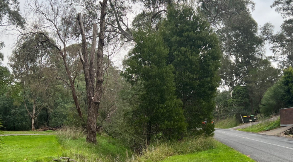Dense canopies trees