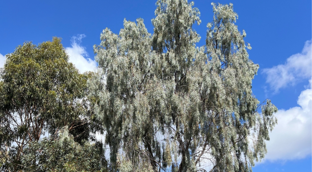Grey leafed tree