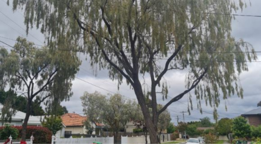 Small tree in a street