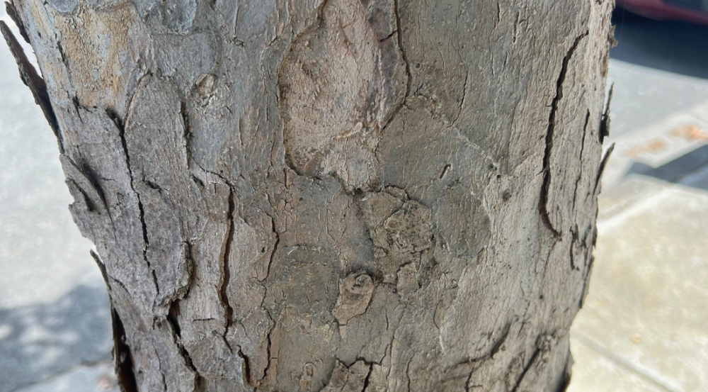 Grey flaky tree bark