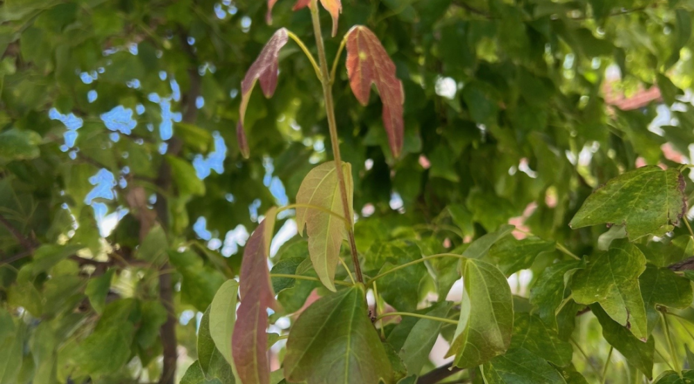 Foliage of a tree