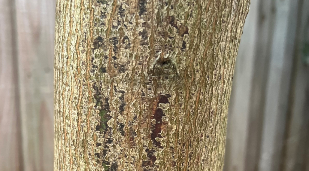 smooth brown bark