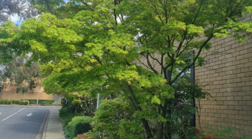 Bright green maple leaves