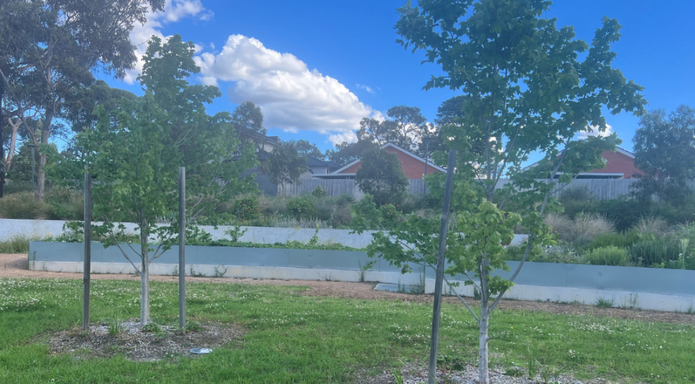 Young maple trees in lawn