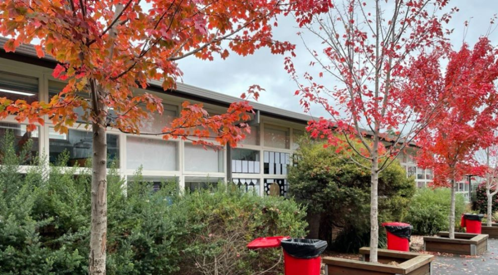 Autumn foliage in a school ground