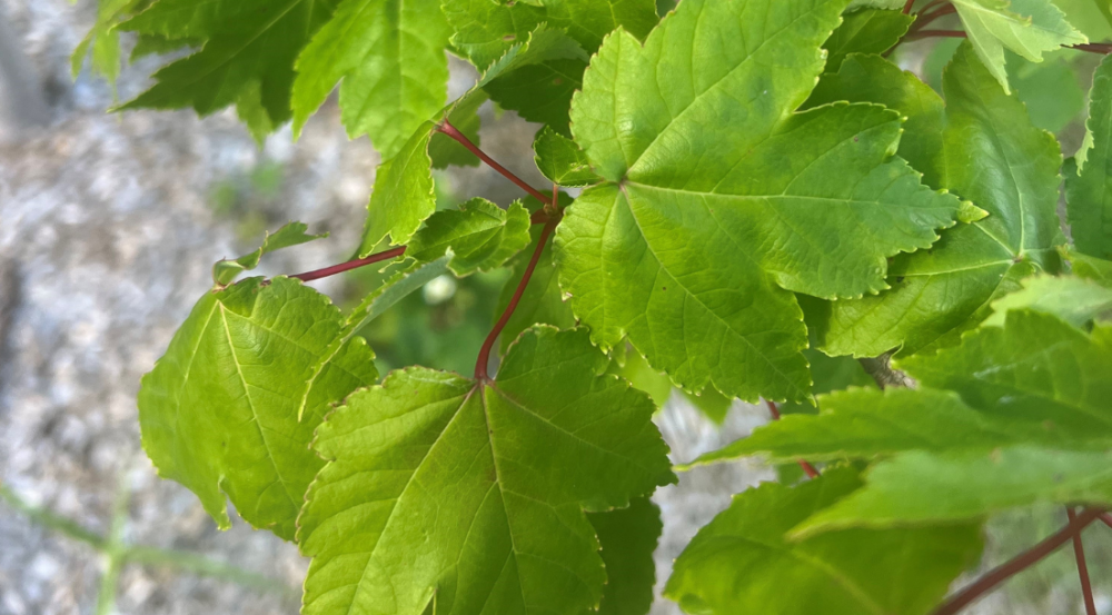 Bright green leaves with red stems