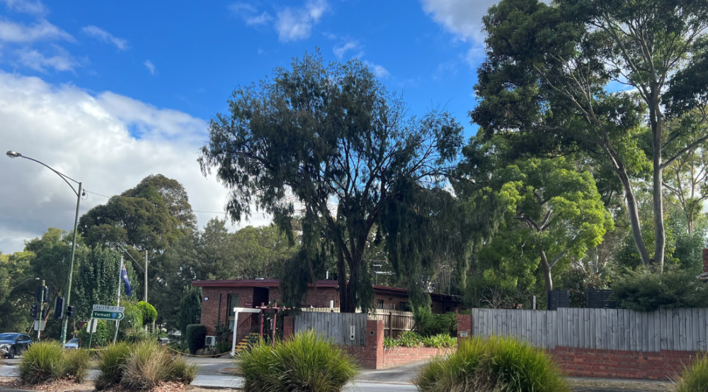 Elegant tree in front garden