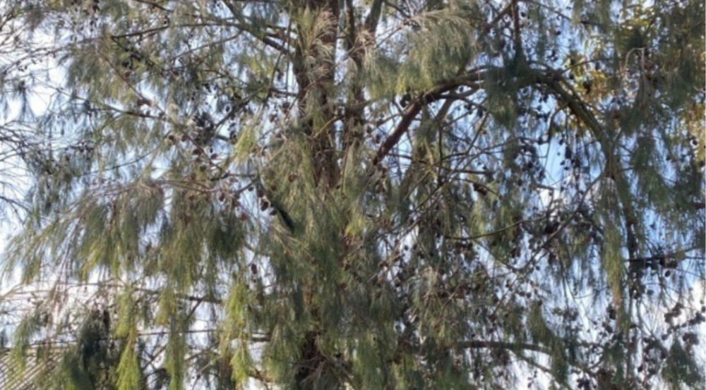 Canopy of a wispy tree