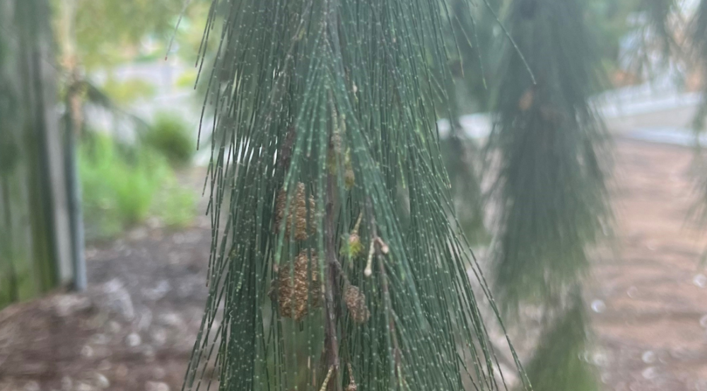 Drooping fine needles of a tree