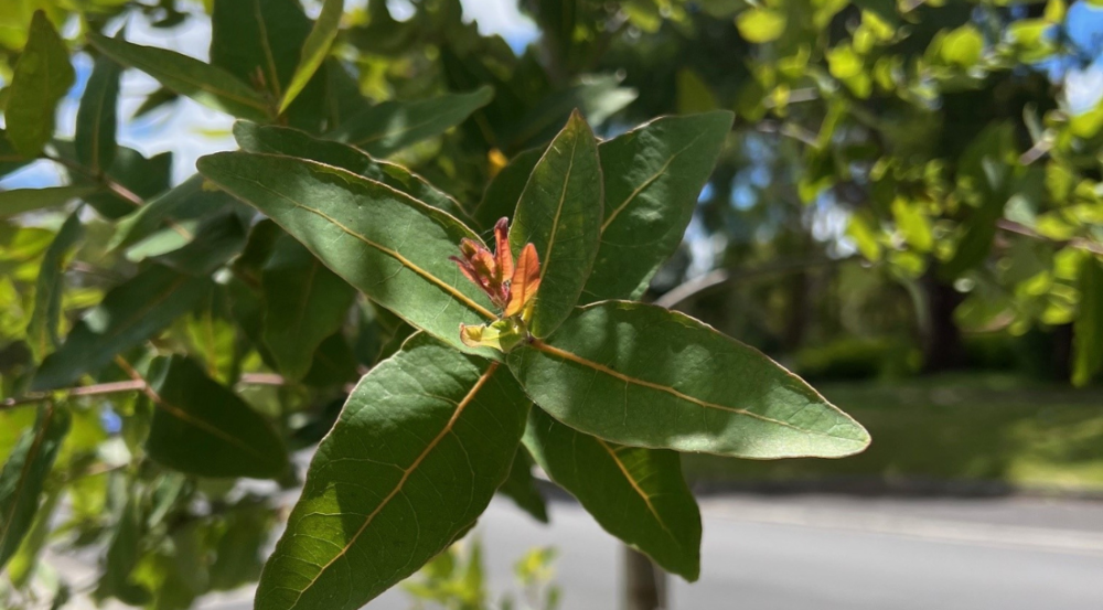 Leaves of gum tree
