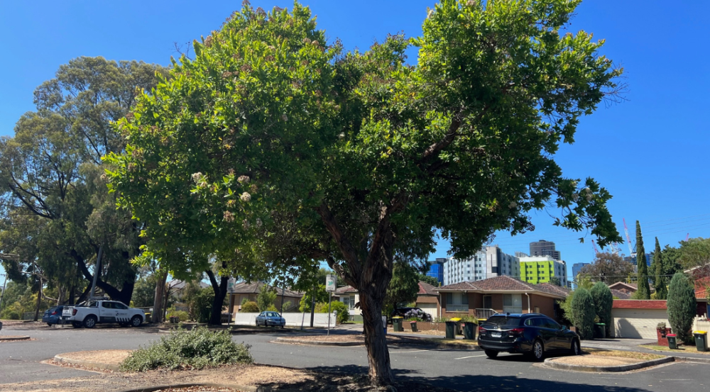 Small gum tree in car park