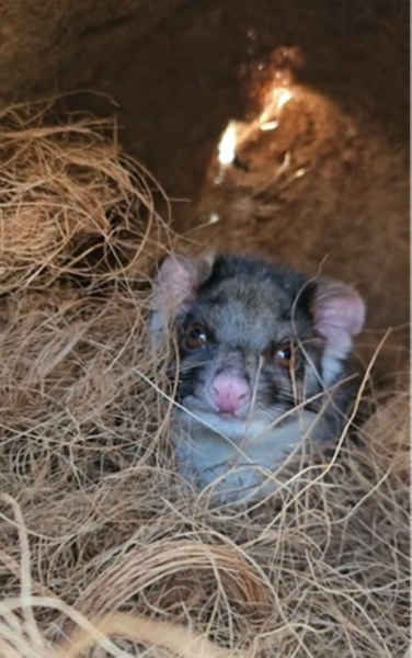 Baby possum in DIY drey with coconut fibre
