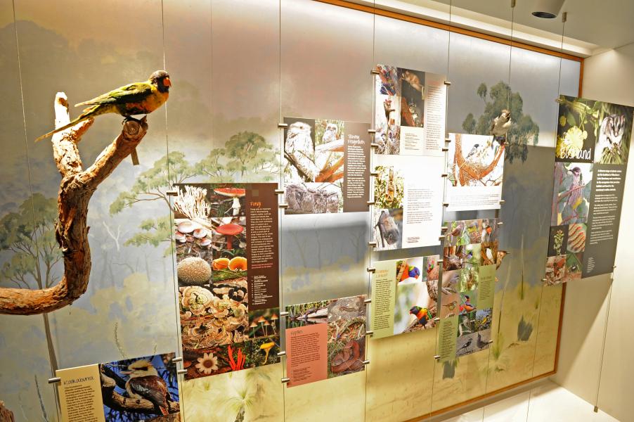 Bushland display case at Blackburn Lake Sanctuary Visitor Centre