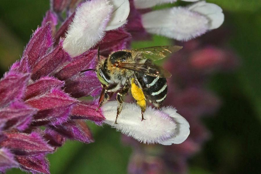 Blue Banded Bee