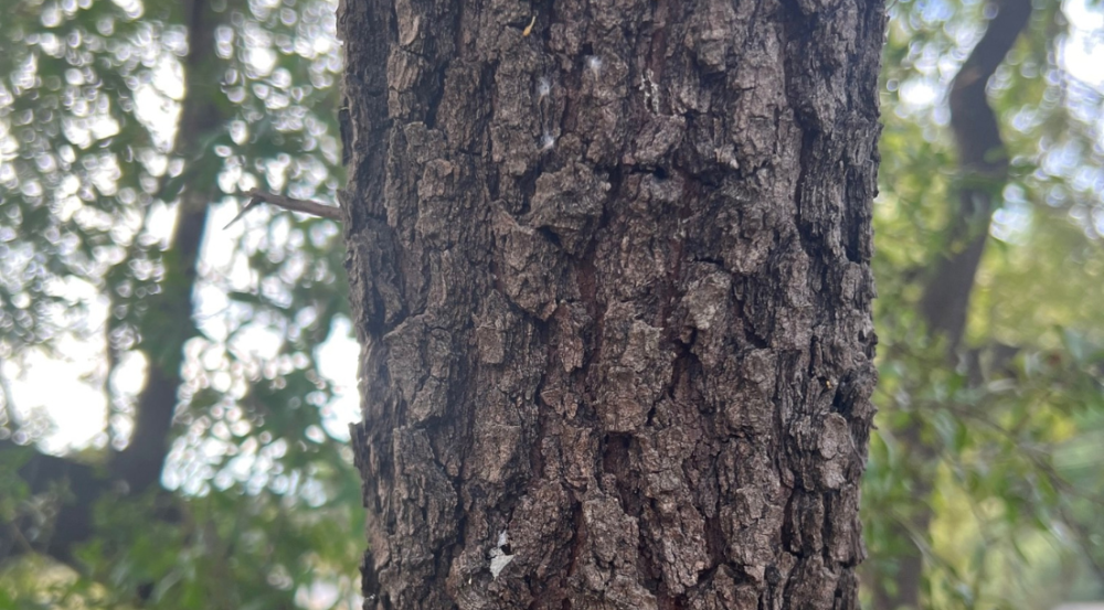 Rough furrowed bark