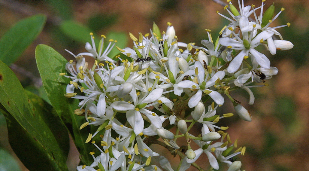 Cluster of white flowers