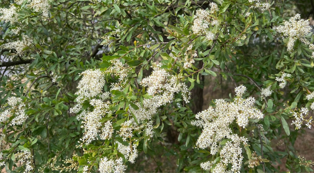 Bright green leaves with white flowers