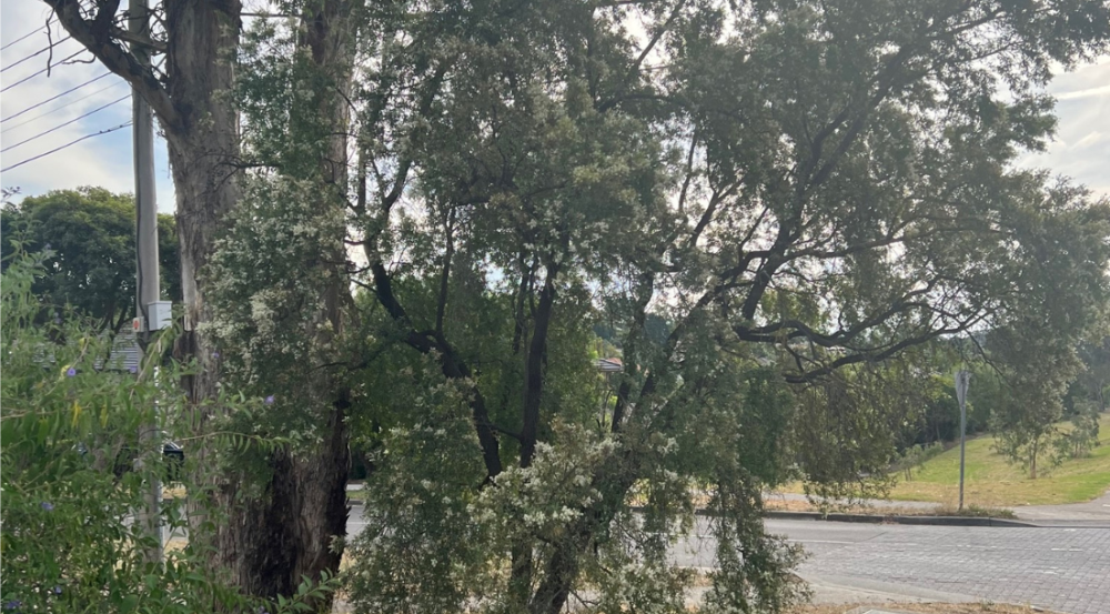 Canopy of small tree